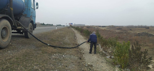 Goranboyda, "Yaşıl dünya naminə həmrəylik ili" ilə bağlı, yeni salınmış yaşıllıq zolaqlarına aqrotexniki qulluq işləri davam etdirilir.