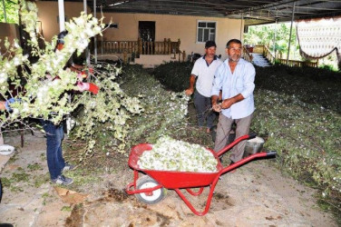 Goranboyda cari məhsul ili üçün 4,4 ton barama istehsalı gözlənilir.