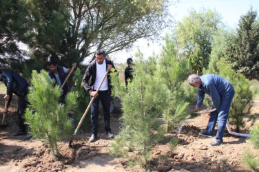 Goranboyda  “27 sentyabr –Anım Günü” ilə bağlı ağacəkmə aksiyası keçirildi