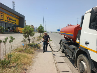 Goranboyda “Şəhərsalma və Memarlıq ili “ çərçivəsində yol kənarlarında əkilmiş ağaclara aqrotexniki qulluq göstərilir və suvarılma işləri aparılır