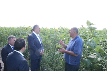 Goranboyda günəbaxan becərilən təsərrüfata baxış keçirildi