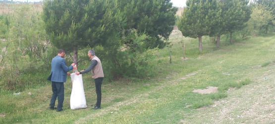 Goranboyda növbəti iməcilik keçirildi,  yolətrafı ərazilərdə abadlıq, təmizlik işləri aparıldı, yeni salınmış yaşıllıq zolaqlarına aqrotexniki qulluq göstərildi