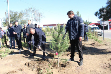 Goranboyda,  “8 noyabr Zəfər Günü” və  “Yaşıl dünya naminə həmrəylik ili“  ilə bağlı,  ağacəkmə aksiyası təşkil olundu