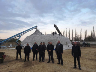 Goranboyda cari məhsul ili üçün pambıq yığımı uğurla aparılır