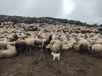 Goranboyda İcra Başçısı  Kəpəz  yaylağına köç etmiş qoyunçuluq təsərrüfatlarında oldu.