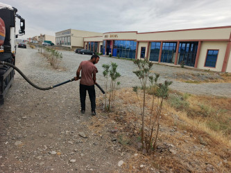 Goranboyda yol kənarında ağaclar suvarıldı, məişət tullantıları təmizləndi