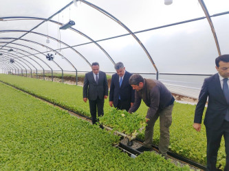 Goranboyda aqrar sektorun aparıcı sahələrindən biri olan tütünçülük inkişaf etdirilir