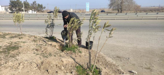 Goranboyda yeni salınmış yaşıllıq zolaqlarına aqrotexniki qulluq işləri davam etdirilir