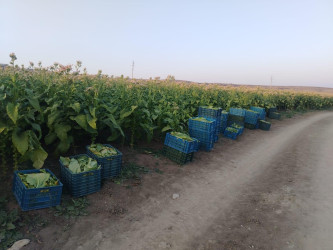Goranboyda cari məhsul üçün tütün yığımında yüksək nəticə gözlənilir