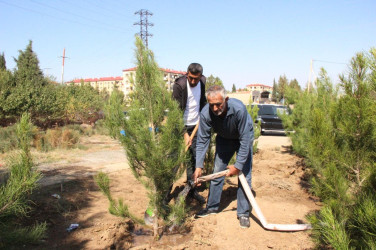 Goranboyda  “27 sentyabr –Anım Günü” ilə bağlı ağacəkmə aksiyası keçirildi