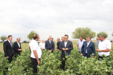 Goranboyda İcra Başçısı  pambıq sahələrində yığıma hazırlığın vəziyyəti ilə maraqlandı