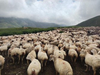 Goranboyda İcra Başçısı  Kəpəz  yaylağına köç etmiş qoyunçuluq təsərrüfatlarında oldu.