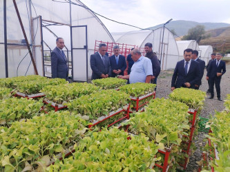 Goranboyda aqrar sektorun aparıcı sahələrindən biri olan tütünçülük inkişaf etdirilir