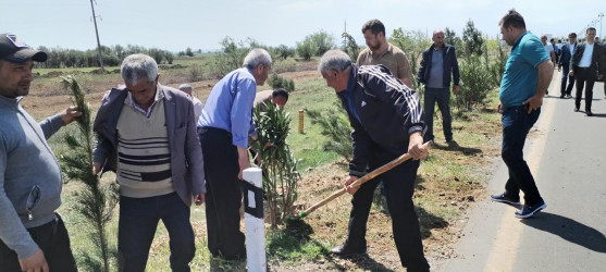 Goranboyda,  “Yaşıl dünya naminə həmrəylik ili” ilə bağlı, rayon İcra Hakimiyyətinin  Tədbirlər Planına uyğun olaraq, növbəti ağacəkmə aksiyası  təşkil olundu.