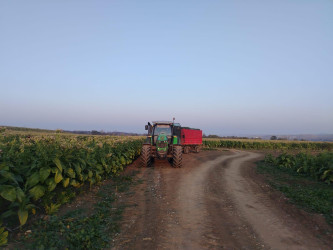Goranboyda cari məhsul üçün tütün yığımında yüksək nəticə gözlənilir