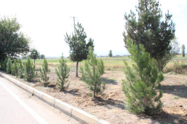 Goranboyda  “27 sentyabr –Anım Günü” ilə bağlı ağacəkmə aksiyası keçirildi