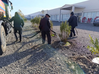 Goranboyda, "Yaşıl dünya naminə həmrəylik ili" ilə bağlı, yeni salınmış yaşıllıq zolaqlarına aqrotexniki qulluğun göstərilməsi işləri davam etdirilir