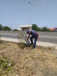 Goranboyda yolkənarı ərazilərin məişət tullantılarından təmizlənməsi işləri aparıldı, ağac və gül kolları suvarıldı