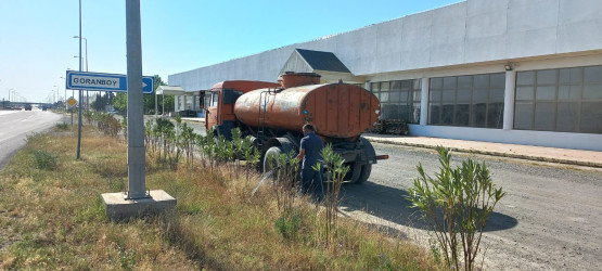 Goranboyda yeni salınmış yaşıllıq zolaqlarına aqrotexniki qulluq işləri davam etdirilir