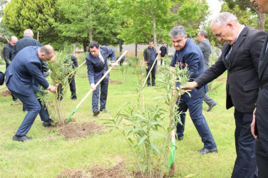 Goranboyda Ümummilli Liderimiz Heydər Əliyevin anadan olmasının 101-ci ildönümü ilə bağlı, 101 ədəd ağac əkildi.