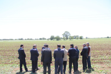 Goranboyda pambıq tədarükü aqrar sektorun aparıcı sahələrindən biridir