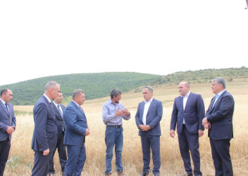 Goranboyun dağ kəndlərində taxıl biçini davam etdirilir