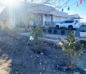 Goranboyda yeni salınmış yaşıllıq zolaqlarına aqrotexniki qulluq işləri davam etdirilir