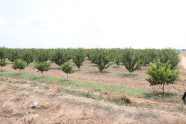 Goranboyda aqrar sahənin inkişafı istiqamətində görülən işlərlə tanışlıq davam edir