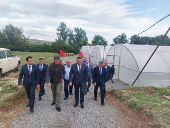 Goranboyda aqrar sektorun aparıcı sahələrindən biri olan tütünçülük inkişaf etdirilir