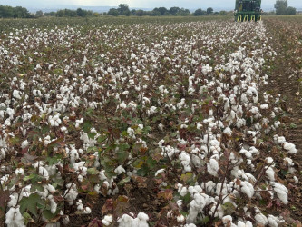 Goranboyda pambıq yığımı sürətlə davam edir