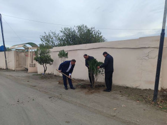 "Yaşıl dünya naminə həmrəylik ili" çərçivəsində  Qızılhacılı qəsəbəsində həyata keçirilən ağacəkmə aksiyasında qəsəbə sakinləri fəal iştirak etdilər.