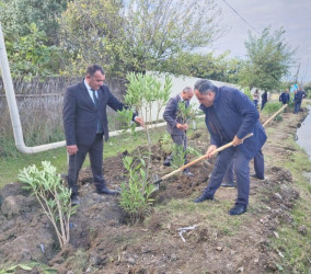 "Yaşıl dünya naminə həmrəylik ili" çərçivəsində  Qızılhacılı qəsəbəsində həyata keçirilən ağacəkmə aksiyasında fəal iştirak edən qəsəbə sakinləri də aksiyaya öz töhfələrini verirlər.