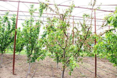 Goranboyda icra başçısı intensiv bağçılıq təsərrüfatına baxış keçirdi