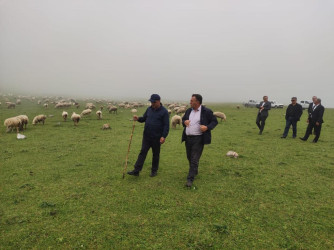 Goranboyda İcra Başçısı  Kəpəz  yaylağına köç etmiş qoyunçuluq təsərrüfatlarında oldu.