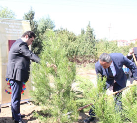 Goranboyda  “27 sentyabr –Anım Günü” ilə bağlı ağacəkmə aksiyası keçirildi