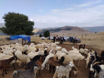Goranboyda İcra Başçısı və deputat Gülüstan yaylağına köç etmiş qoyunçuluq təsərrüfatlarında oldular