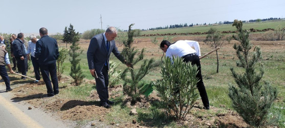 Goranboyda,  “Yaşıl dünya naminə həmrəylik ili” ilə bağlı, rayon İcra Hakimiyyətinin  Tədbirlər Planına uyğun olaraq, növbəti ağacəkmə aksiyası  təşkil olundu.