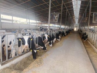 Goranboyda Dövlət Proqramının icrası ilə bağlı layihələr təhlil olunur