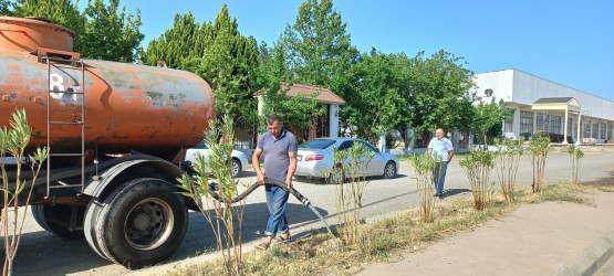 Goranboyda yeni salınmış yaşıllıq zolaqlarına aqrotexniki qulluq işləri davam etdirilir