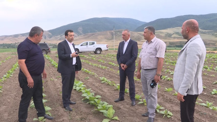 Goranboyda tütünün inkişaf sahəsi genişləndirilir