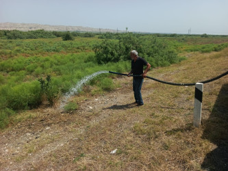 Goranboyda “Şəhərsalma və Memarlıq ili “ çərçivəsində yol kənarlarında əkilmiş ağaclara aqrotexniki qulluq göstərilir və suvarılma işləri aparılır