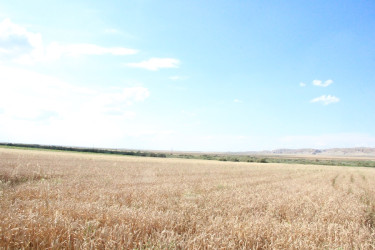 Goranboyda aqrar sahədə görülən işlər diqqət mərkəzindədir