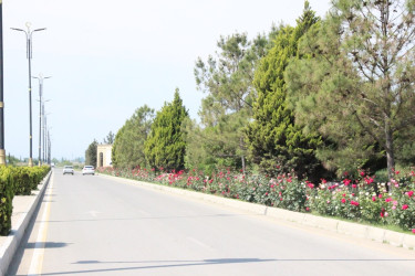 Gülə, çiçəyə bürünən Goranboy