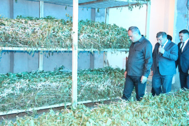 Goranboyda baramaçılığın inkişafı istiqamətində görülən işlər nəzarətdə saxlanılır