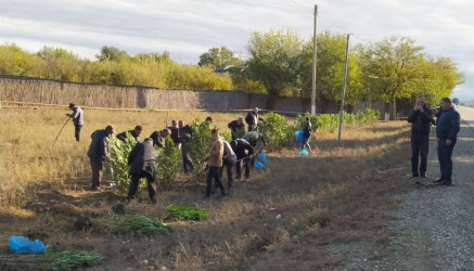 Goranboyda, "Yaşıl dünya naminə həmrəylik ili" çərçivəsində, yolkənarı ərazilərdə həyata keçirilən ağac əkini işləri davam etdirilir.