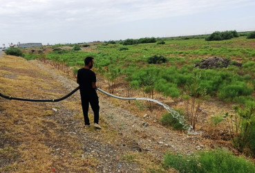 Goranboyda yeni salınmış yaşıllıq zolaqlarına aqrotexniki qulluğun göstərilməsi işləri davam etdirilir