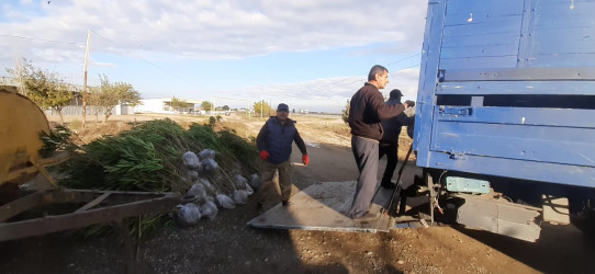 Goranboyda, "Yaşıl dünya naminə həmrəylik ili" çərçivəsində həyata keçirilən kütləvi ağacəkmə  aksiyasına  Borsunlu və Nadirkənd kəndlərinin sakinləri də fəal qoşuldular.