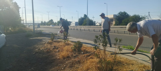 Goranboyda “Şəhərsalma və Memarlıq ili “ çərçivəsində yol kənarlarında əkilmiş ağaclara aqrotexniki qulluq göstərilir və suvarılma işləri aparılır