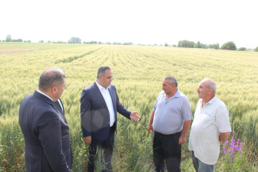 Goranboyda taxılçılıq kənd təsərrüfatında aparıcı sahələrdəndir