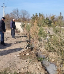 Goranboyda, "Yaşıl dünya naminə həmrəylik ili" ilə bağlı, yeni salınmış yaşıllıq zolaqlarına aqrotexniki qulluğun göstərilməsi işləri davam etdirilir